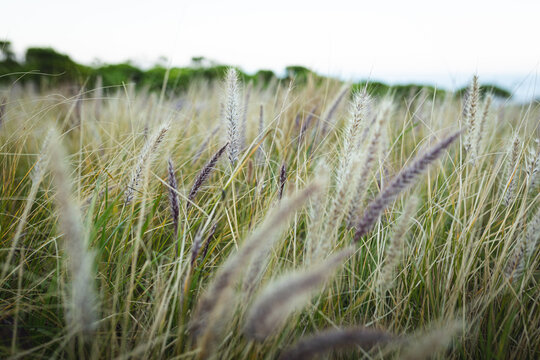 Fototapeta Beautiful image of wheat growing on mountain field