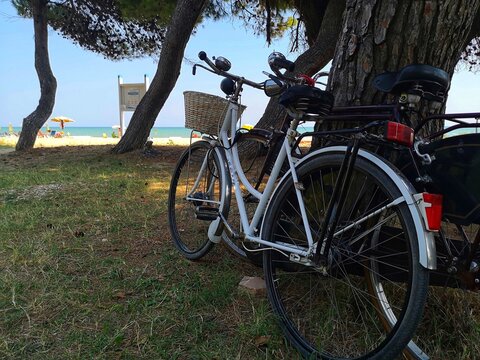 bicycles parked under the pine forest of silvi marina