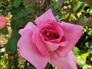 Beautiful pink rose with a breathtaking view