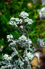 Senecio