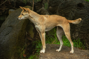 A profile picture of a wild dingo dog (Canis lupus dingo) in Victoria, Australia