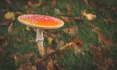 fly agaric mushroom