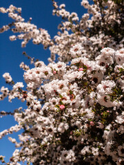 Spring flowers and blossoms on tree