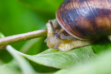 closeup  grape snail in a leaves, shellfish animal background