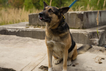 homeless dog shepherd sitting on the slabs