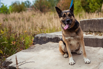 homeless dog shepherd sitting on the slabs