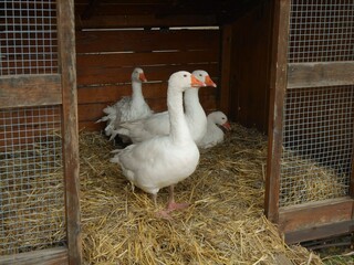 Gooses in cage with straw and opened door in an animal exhibition in Budapest, Hungary