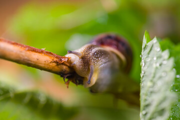 closeup pair of grape snail in a leaves