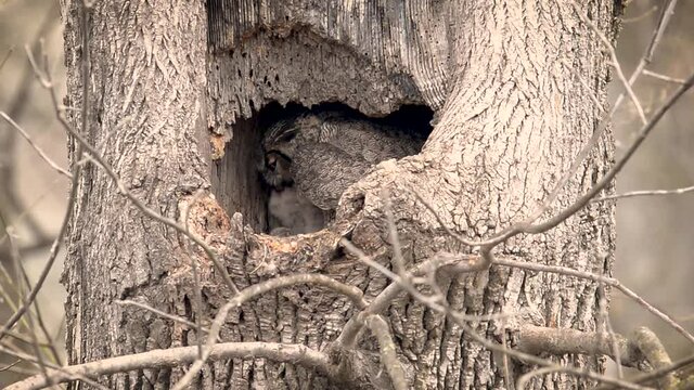 Great Horned Owl Mom Feeding Newborn Baby Owlets Video Clip in 4k