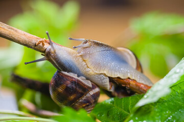 closeup pair of grape snail in a leaves
