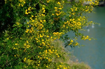 Mimosas junto a la Laguna de la Colonia, Colonia de Santa Inés, Málaga