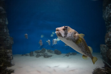 Puffer fish in an aquarium, exotic fish