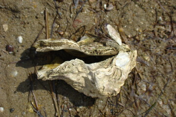 Portuguese Oyster (Crassostrea gigas)