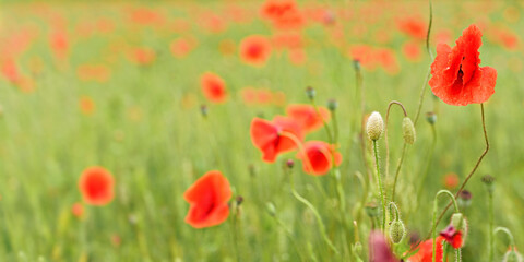 Obraz premium Bright red wild poppy flowers growing in field of green unripe wheat, closeup detail, blurred empty space for text left side