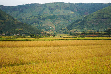 Fototapeta na wymiar Yellow rice field, with some mountains in background, unrecognisable boy seen from behind, kneeling in crops, weeding