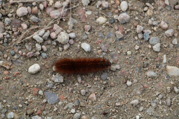 Hammeniederung im Winter, Raupe des Zimtbär, Nordpfad