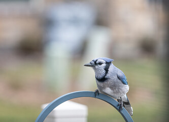A beautiful Blue Jay perched and on the lookout
