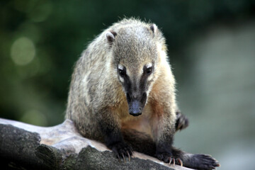 Coati (Nasua nasua)