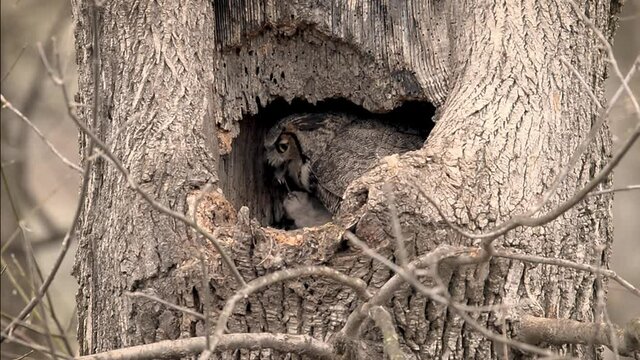 Great Horned Owl Mom Feeding Newborn Baby Owlets Video Clip in 4k