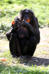 Bonobo (Pan paniscus)