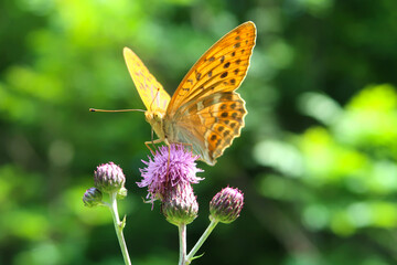 Silver-washed fritillary butterfly (Argynnis paphia) sitting on a purple thorny thistle flower.  Wings in deep orange color with black spots on the upperside. Closeup with blurred background.