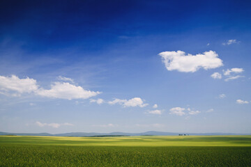 blue sky with clouds on a wheat field