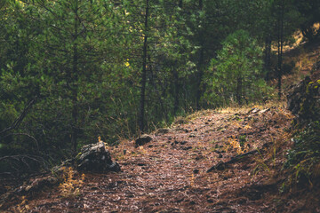 Lonely brown path in a green forest with grey stones