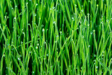 Naklejka na ściany i meble Macro of fresh grass with dew drops. Abstract natural background. Selective focus close-up on abstract blur in the frame.