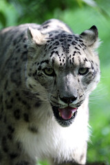 Naklejka premium Panthère des neiges (Panthera uncia) Snow leopard