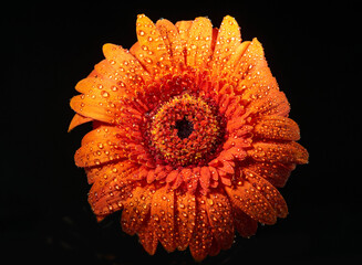 Orange gerbera flower on flack background
