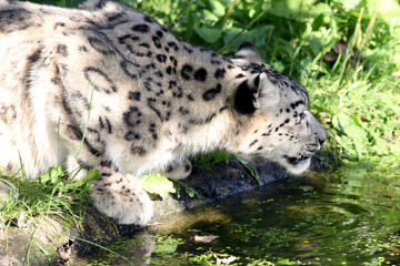 Panthère des neiges (Panthera uncia) Snow leopard