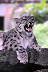 Panthère des neiges (Panthera uncia) Snow leopard