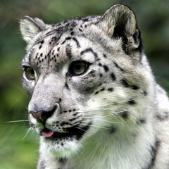 Panthère des neiges (Panthera uncia) Snow leopard