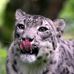 Fototapeta na wymiar Panthère des neiges (Panthera uncia) Snow leopard