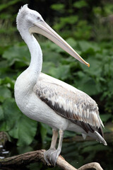 Pélican frisé (Pelecanus crispus) Dalmatian pelican