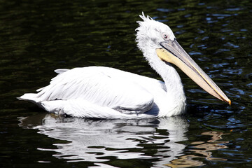 Pélican frisé (Pelecanus crispus) Dalmatian pelican