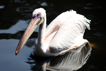 Pélican blanc (Pelecanus onocrotalus) White pelican