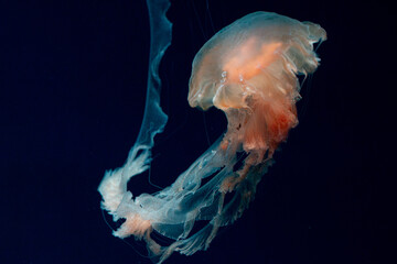Jellyfish Swimming in a dark background