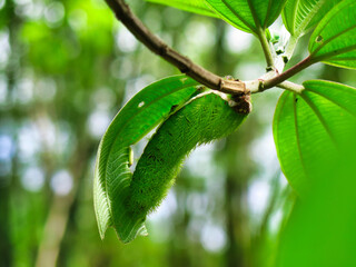 caterpillar on a tree branch