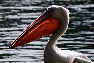 Pélican blanc (Pelecanus onocrotalus) White pelican