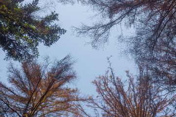 tree branches against the sky