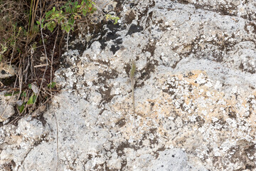 Lizard on the rock