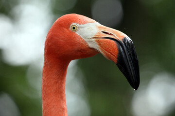 Fototapeta premium Flamant rouge (Phoenicopterus ruber) Red flamingo