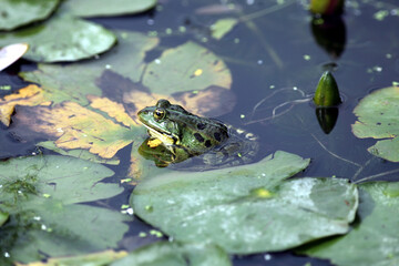 Grenouille verte (Rana esculenta) Rainette Edible frog