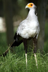 secrétaire (sagittarius serpentarus) secretary bird