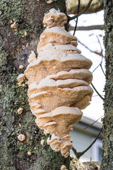 Northern tooth or Climacodon septentrionalis is a white shelf fungus mushroom parasite growing on tree trunk