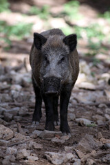 Sanglier (Sus scrofa) Wild boar