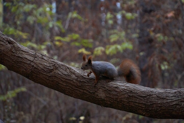 Little squirrel among branches in a pine forest in autumn