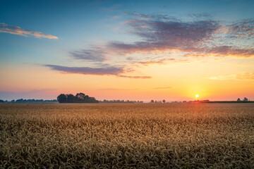 Scene of sunset or sunrise on the field with young rye or wheat in the summer with a cloudy sky background. Landscape.