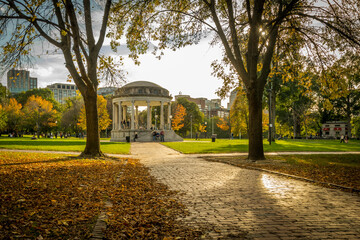 Boston Common trees drop their leaves in late fall.